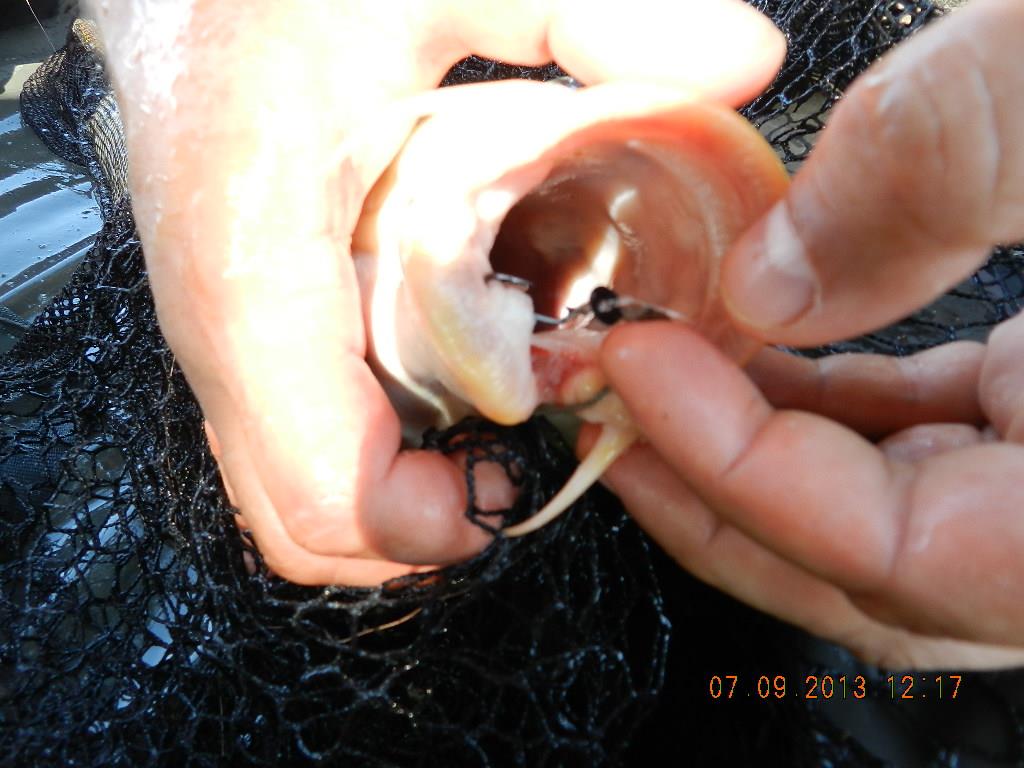 7-8  septembrie20013 - dscn1691.JPG